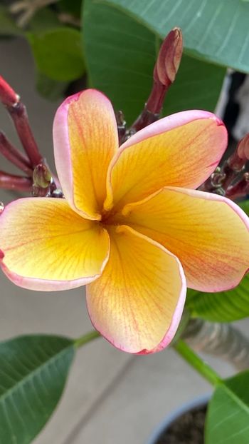  - Plumeria California Sunset