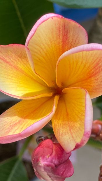  - Plumeria California Sunset