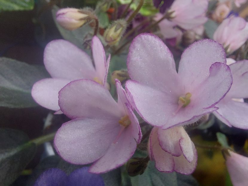  - Violeta N-Thumbelina