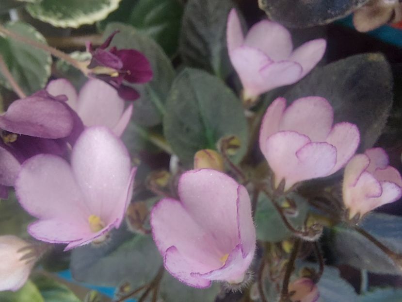  - Violeta N-Thumbelina