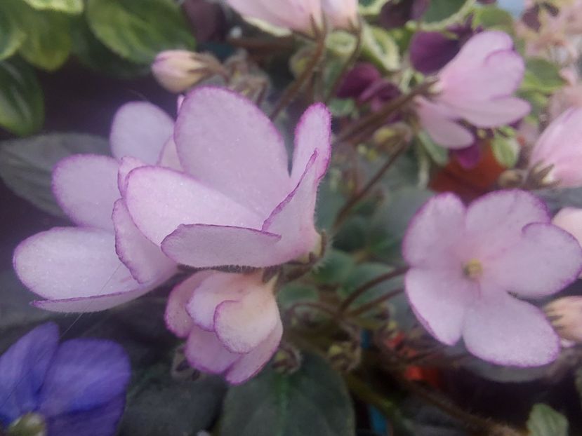  - Violeta N-Thumbelina