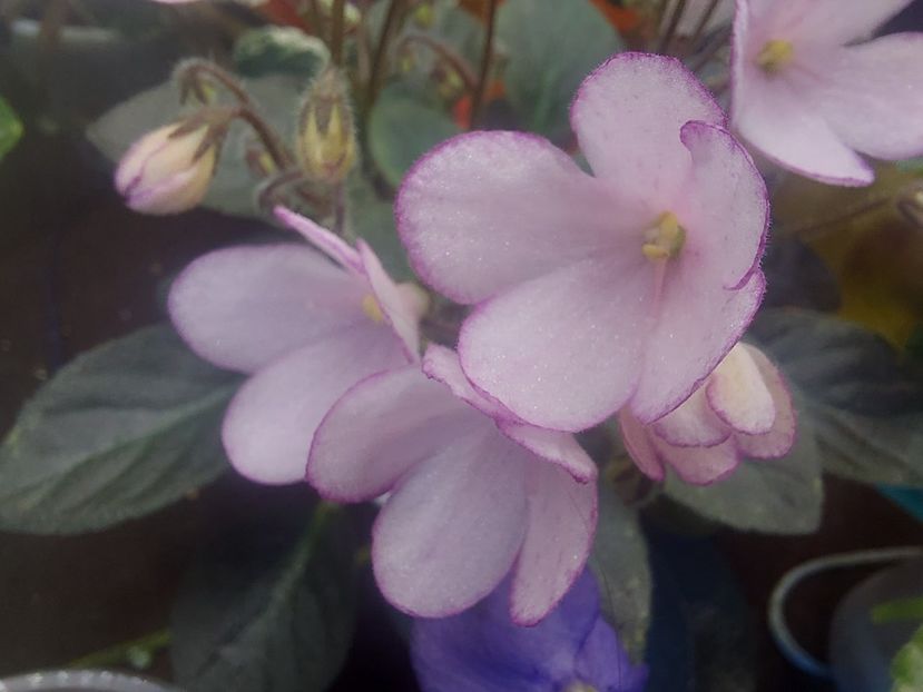  - Violeta N-Thumbelina