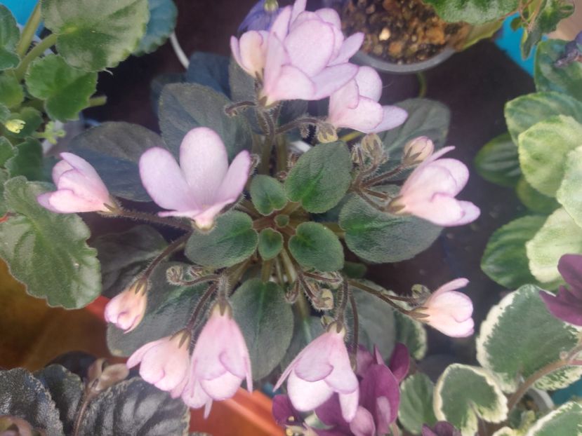  - Violeta N-Thumbelina