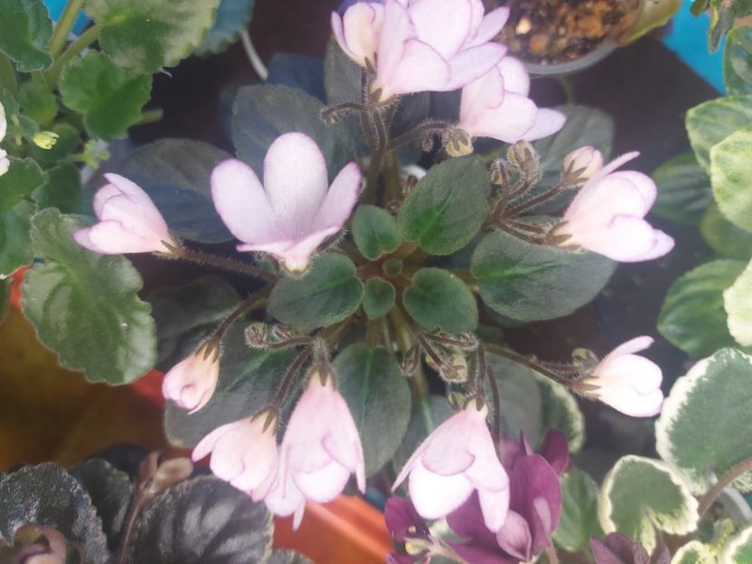  - Violeta N-Thumbelina