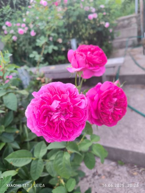  - Trandafiri 2025 ll