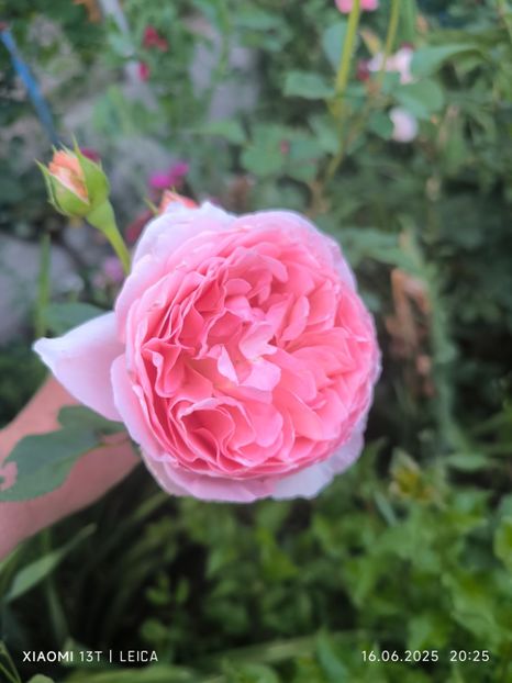  - Trandafiri 2025 ll