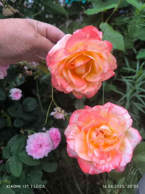  - Trandafiri 2025 ll