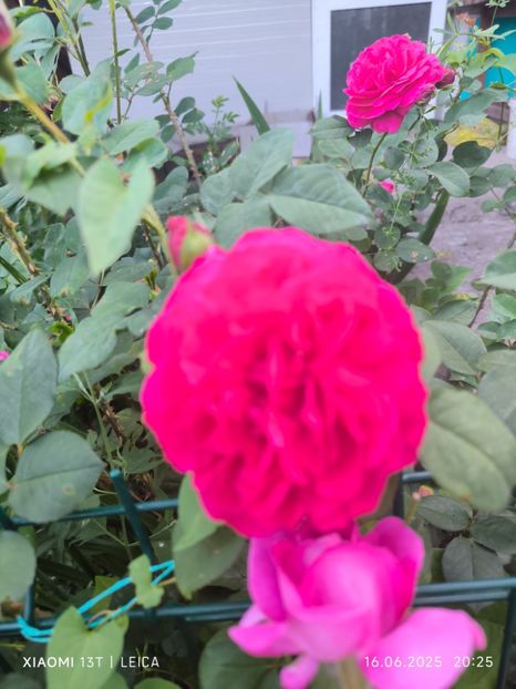  - Trandafiri 2025 ll