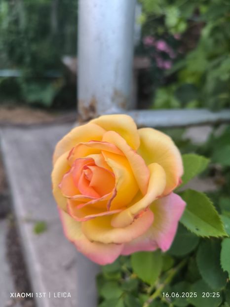  - Trandafiri 2025 ll