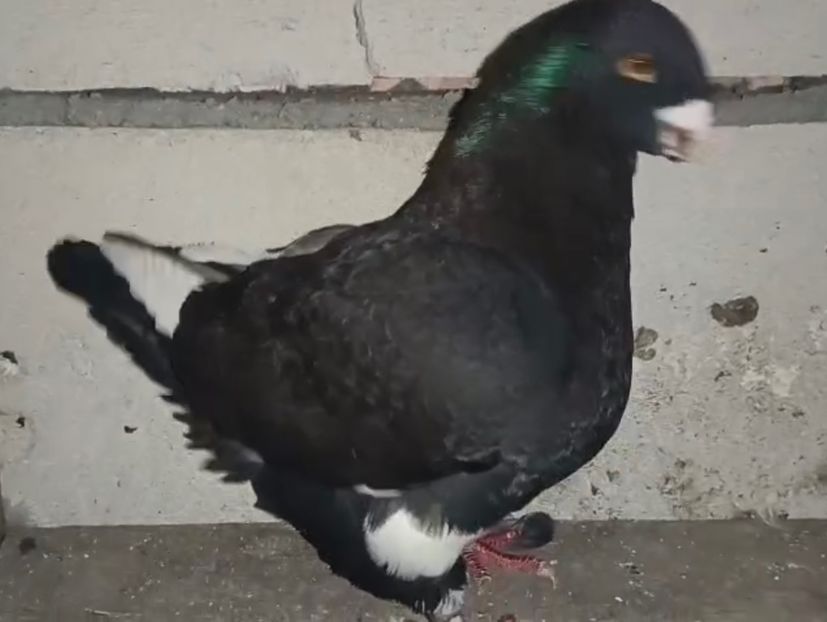 AB9145A1-E93A-44B0-BFC3-3A4AF4AD6557 - AMERICAN GIANT HOMER 2025