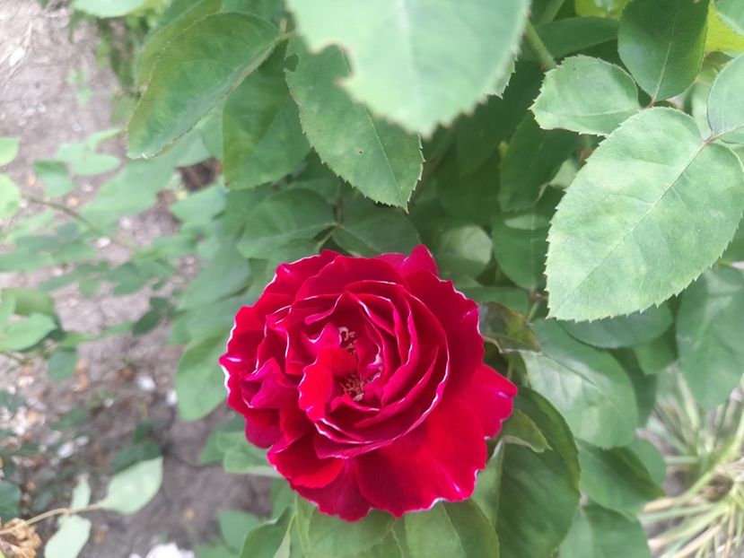  - 1111 Bucurii florale 2025