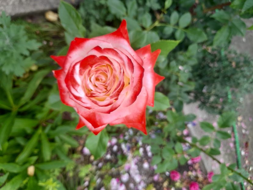  - 1111 Bucurii florale 2025