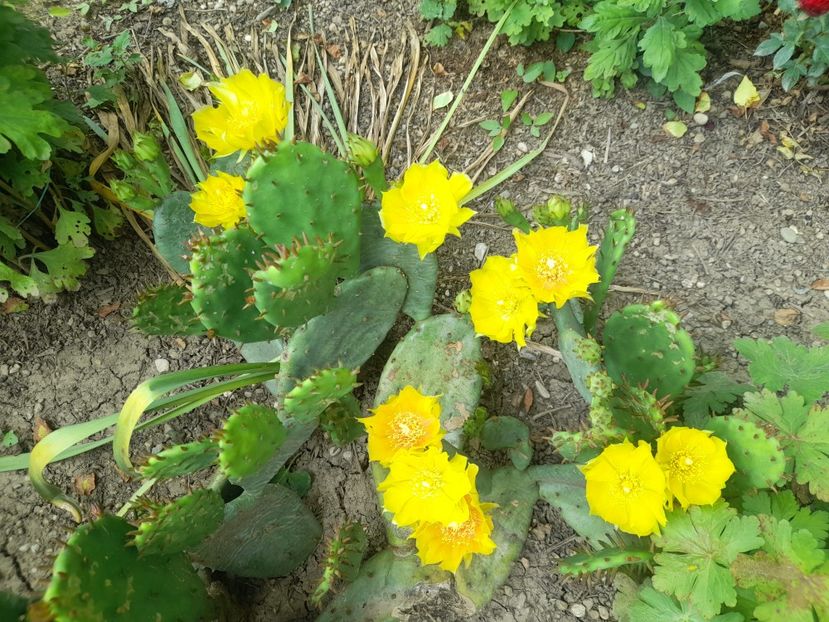  - 1111 Bucurii florale 2025