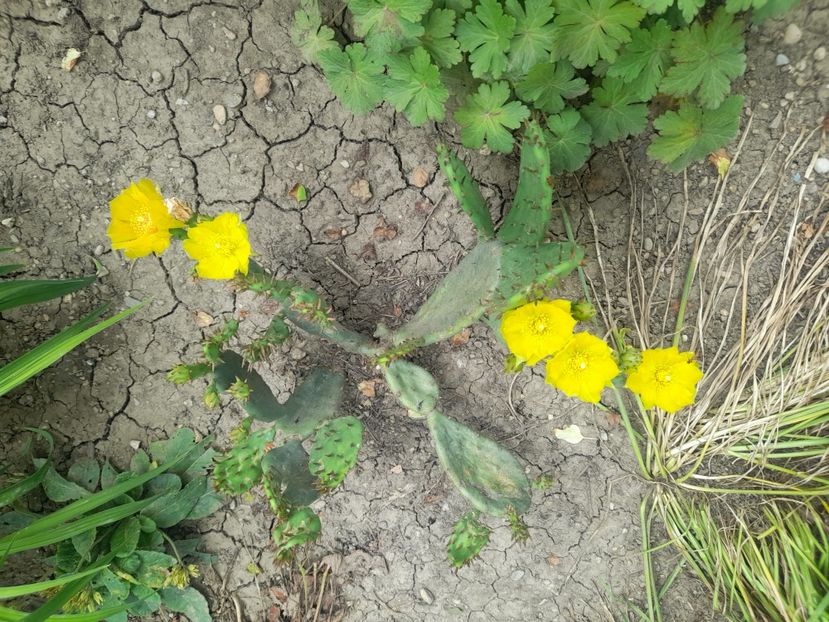  - 1111 Bucurii florale 2025