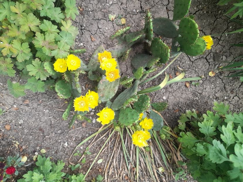  - 1111 Bucurii florale 2025