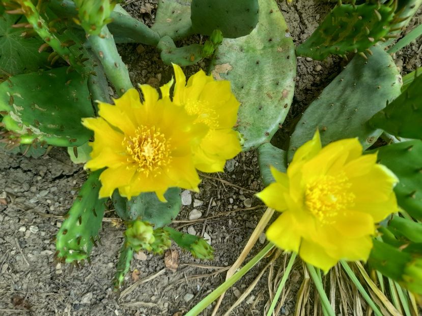  - 1111 Bucurii florale 2025