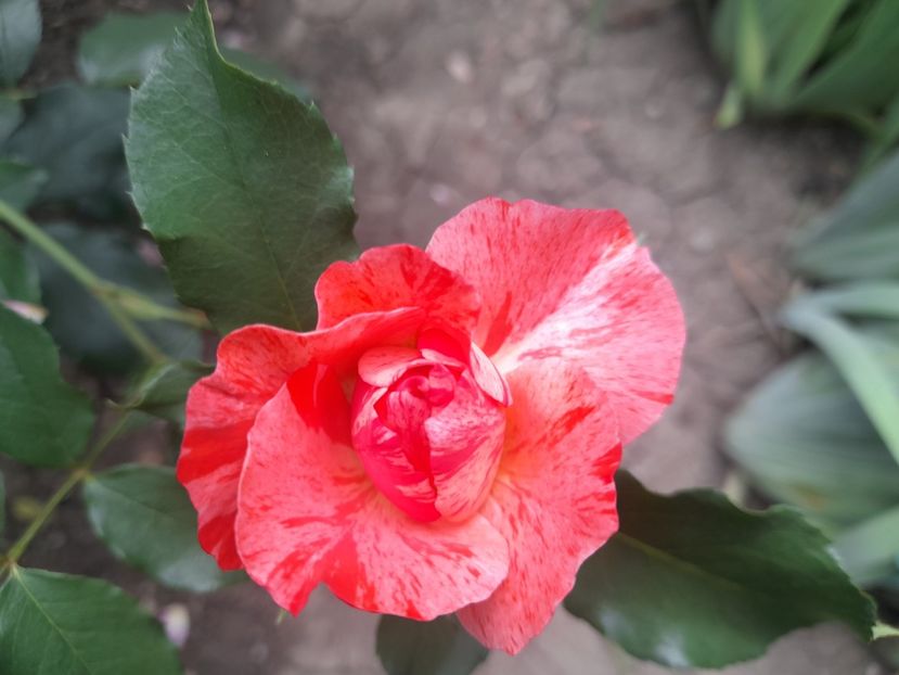  - 1111 Bucurii florale 2025
