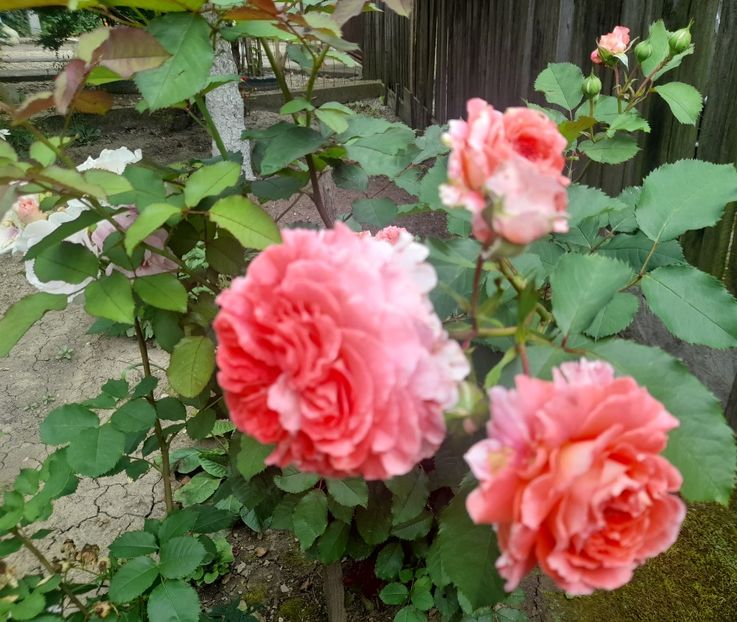  - 1111 Bucurii florale 2025