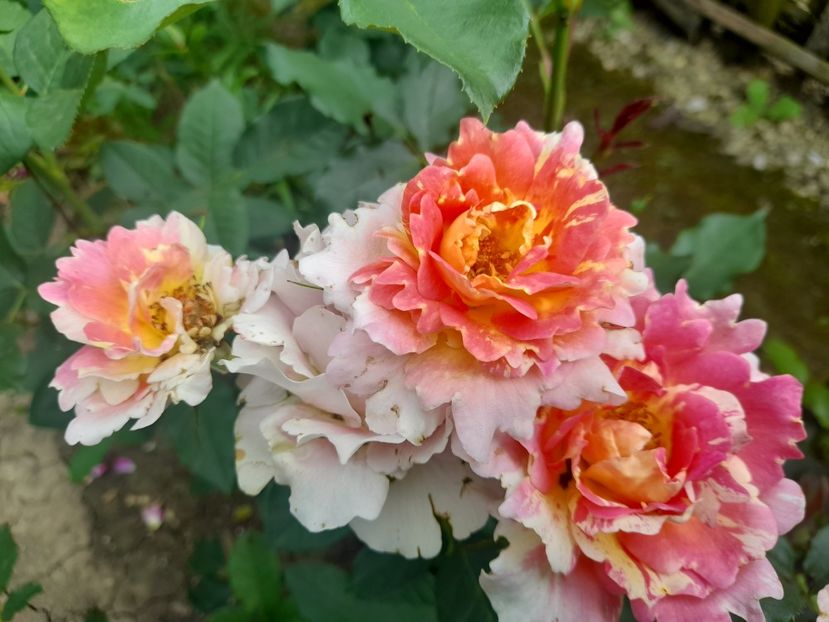  - 1111 Bucurii florale 2025