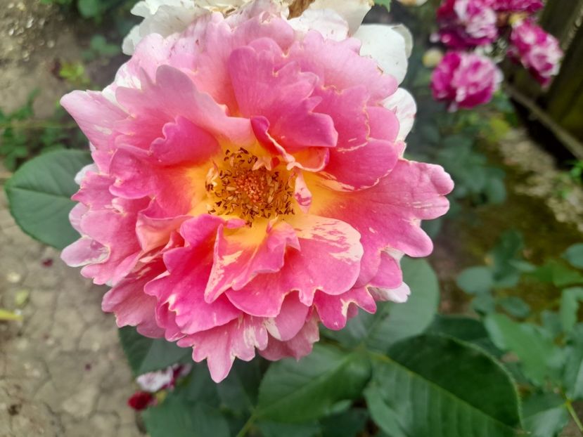  - 1111 Bucurii florale 2025