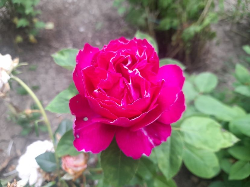  - 1111 Bucurii florale 2025
