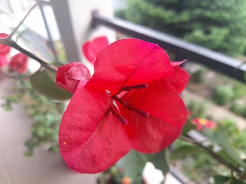  - 1111 Bucurii florale 2025