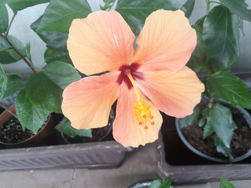  - 1111 Bucurii florale 2025