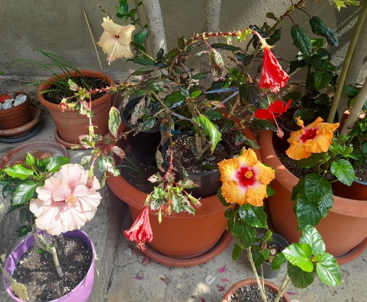  - 1111 Bucurii florale 2025
