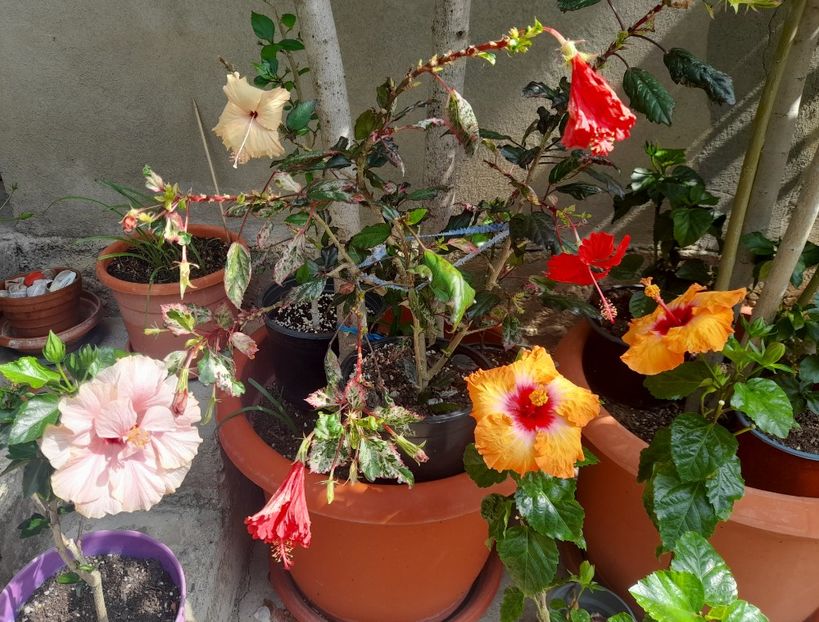  - 1111 Bucurii florale 2025