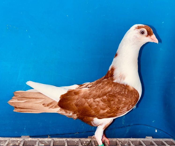 15677  mascul  2025_1 - tineret 2025