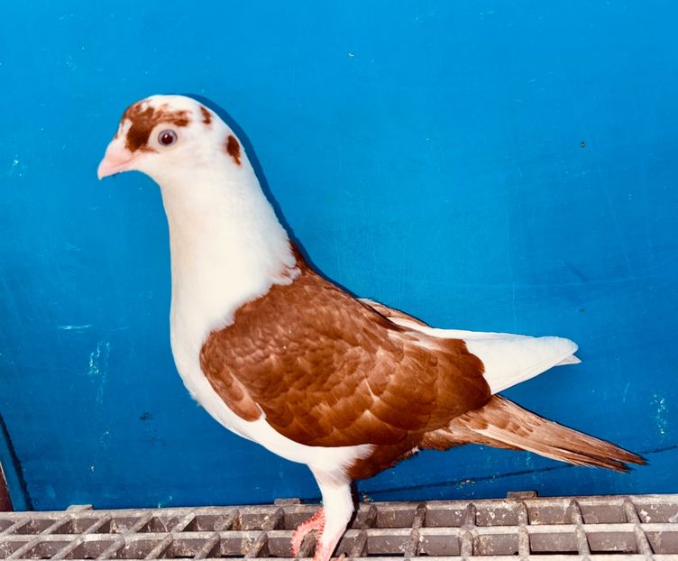 15677  mascul  2025_2 - tineret 2025