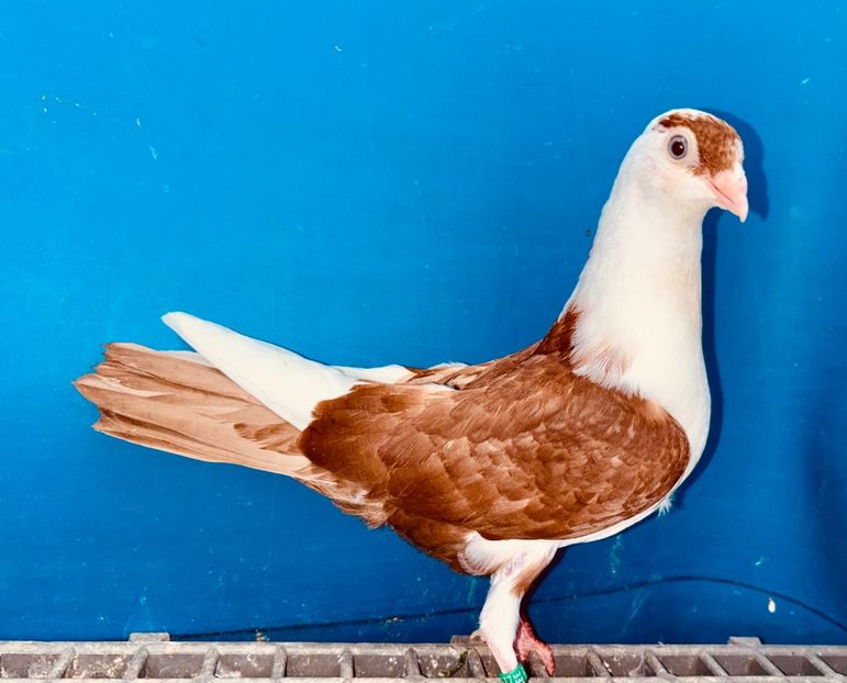 15677  mascul  2025_3 - tineret 2025