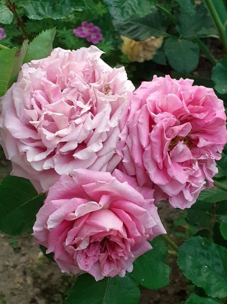  - Agnes 2021 - 2022-2023