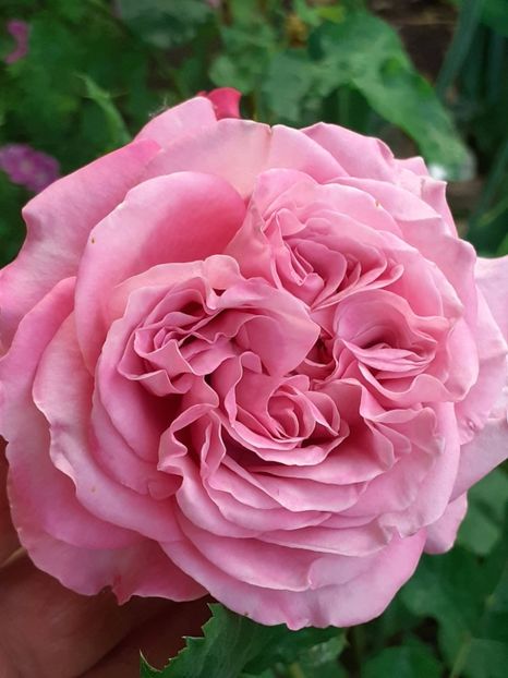  - Agnes 2021 - 2022-2023