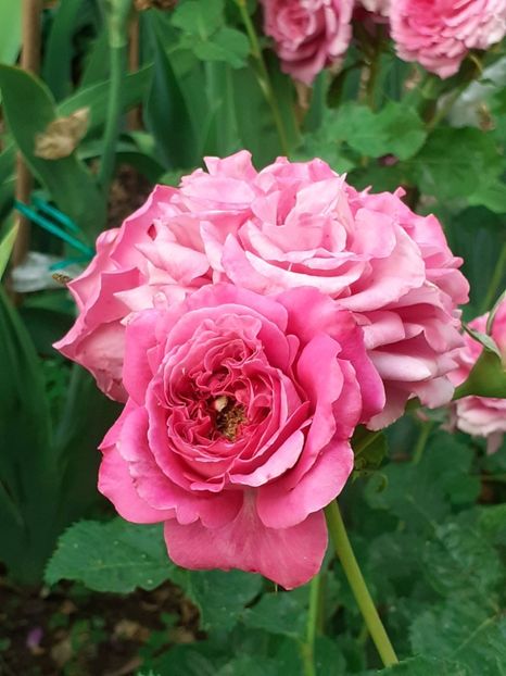  - Agnes 2021 - 2022-2023