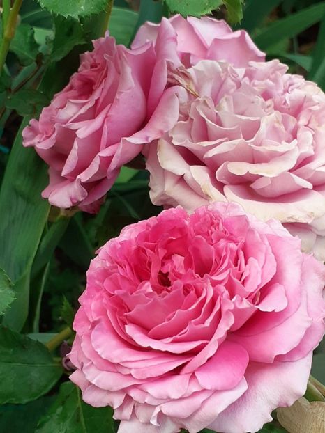  - Agnes 2021 - 2022-2023