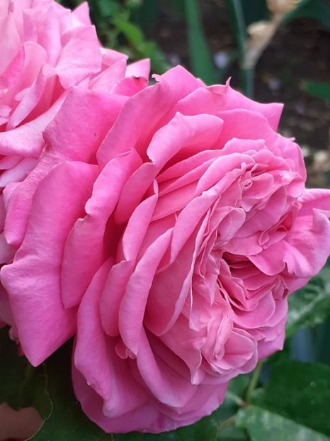  - Agnes 2021 - 2022-2023