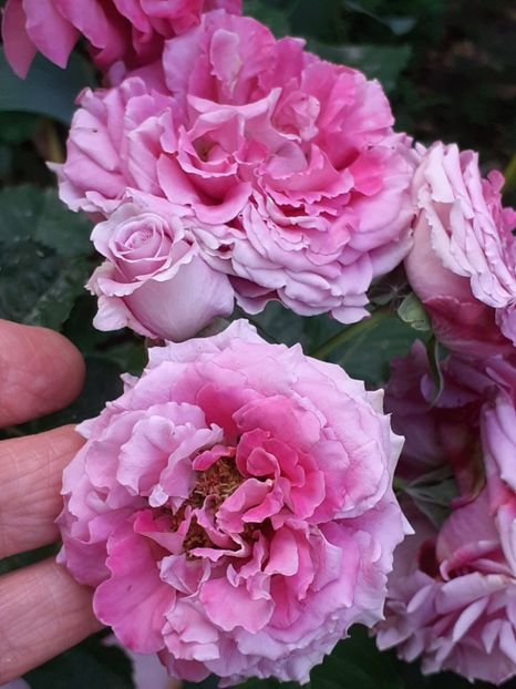  - Agnes 2021 - 2022-2023