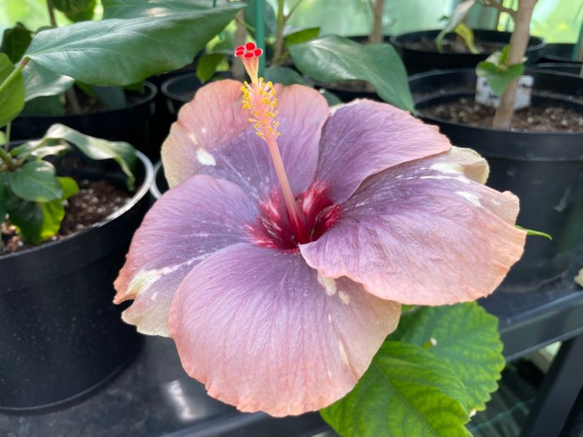  - Luv -Posog- Memories