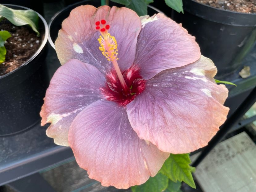  - Luv -Posog- Memories