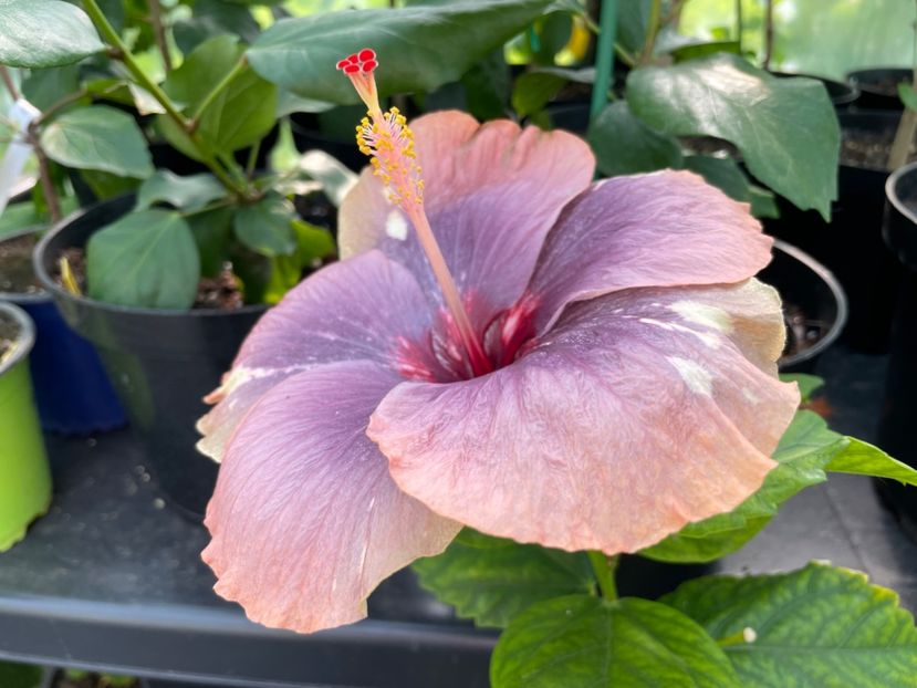  - Luv -Posog- Memories