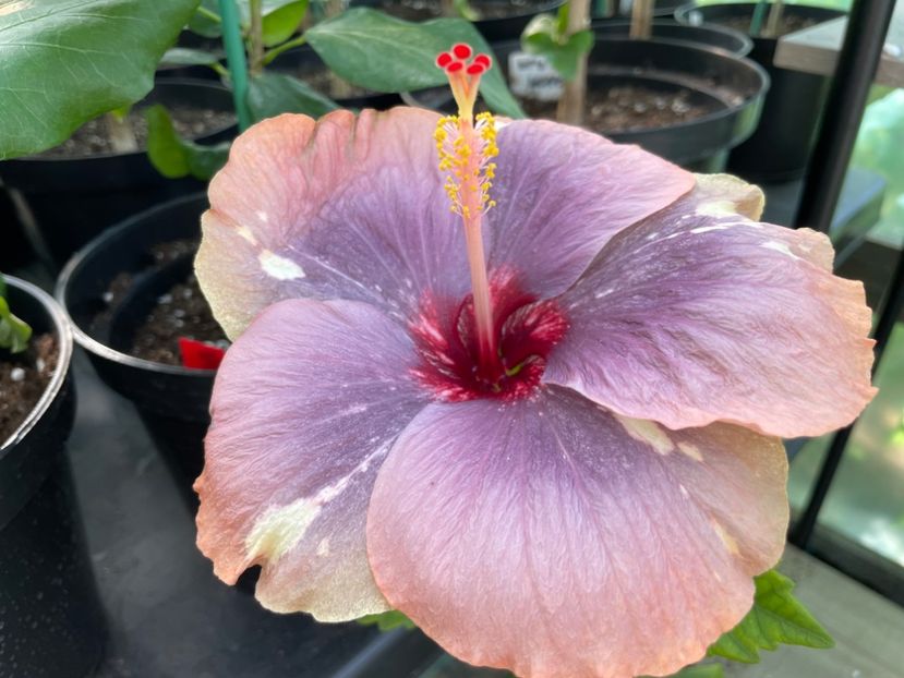  - Luv -Posog- Memories