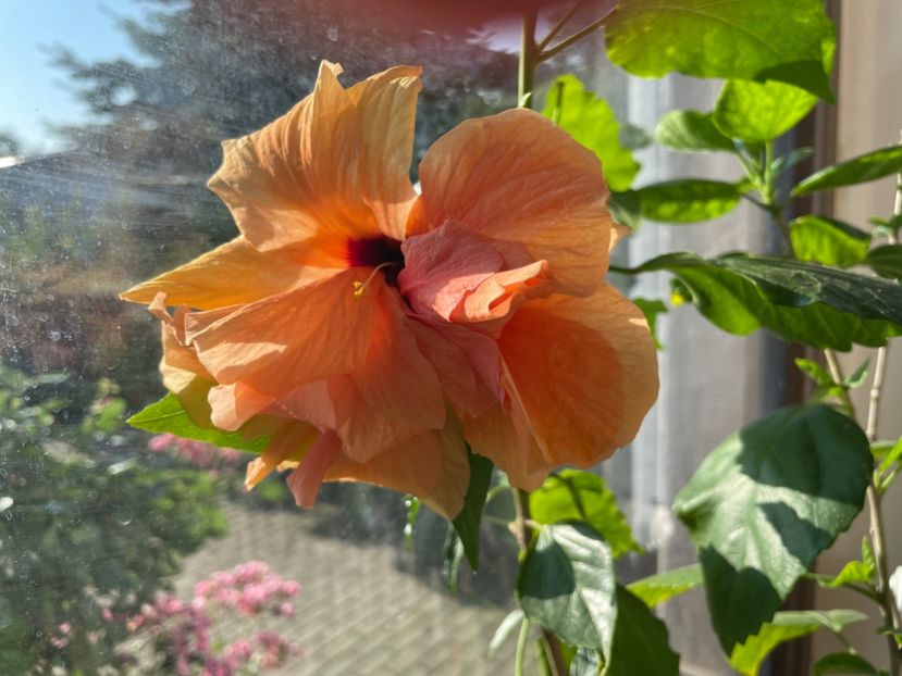  - Clasici - Apricot Dublu și Alb Dublu