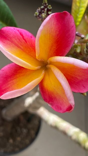 - Plumeria Xquisite