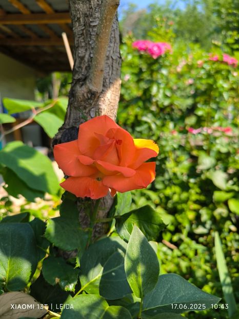  - Trandafiri 2025 ll