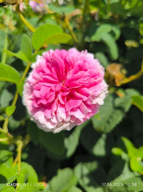  - Trandafiri 2025 ll