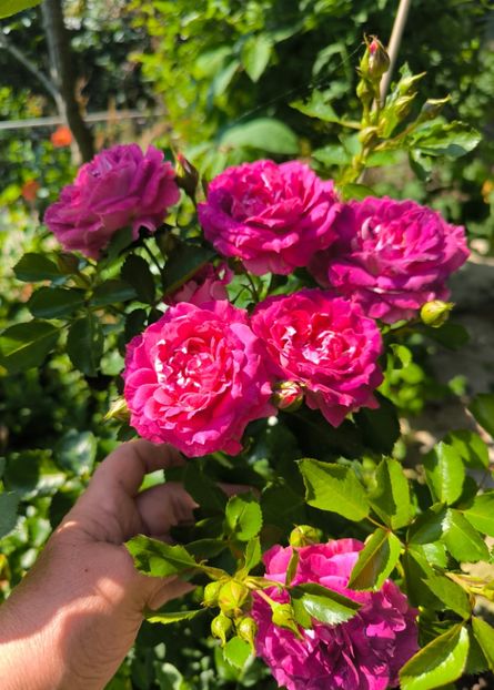  - Trandafiri 2025 ll