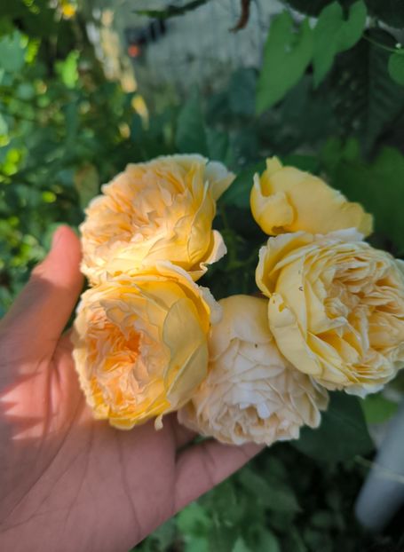  - Trandafiri 2025 ll