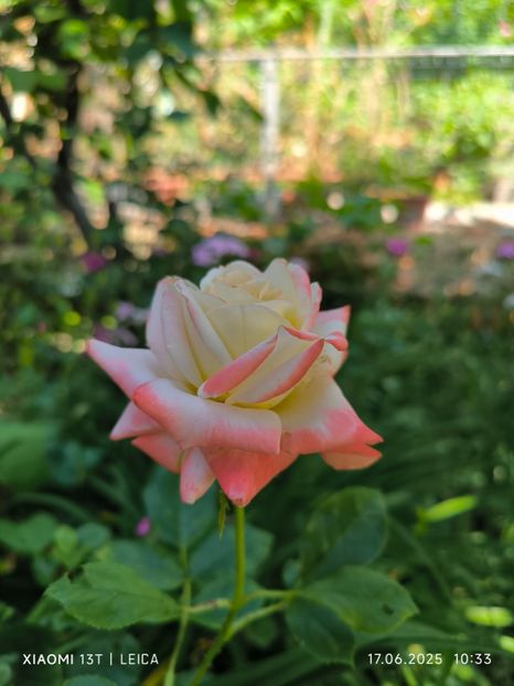  - Trandafiri 2025 ll