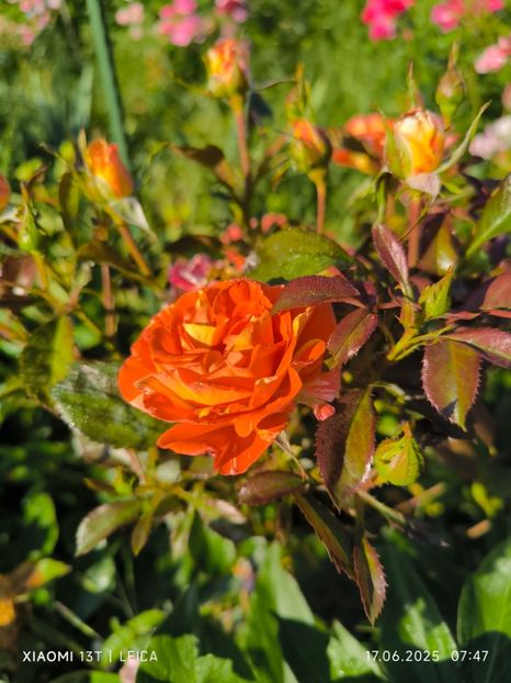  - Trandafiri 2025 ll